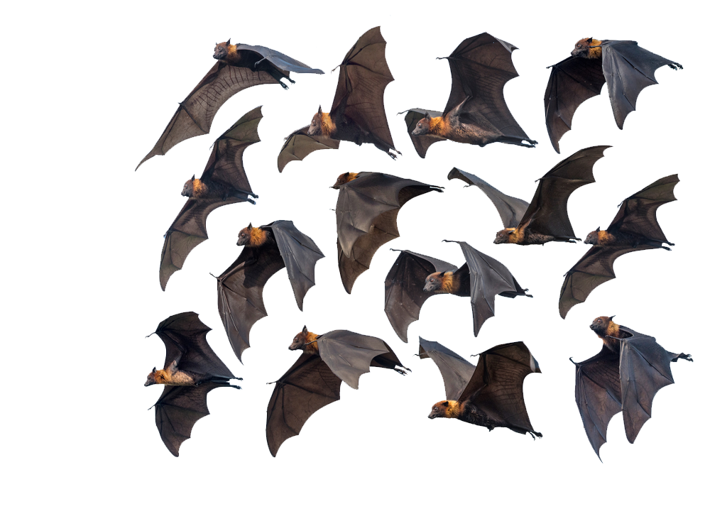 A group of bats in flight