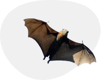 Bats Removal