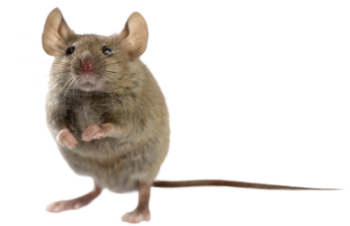 Mice control and removal
