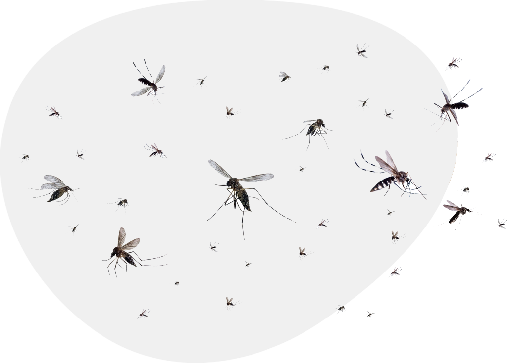 Mosquito