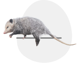 Opossums Removal