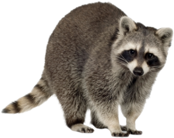 Racoon removal services