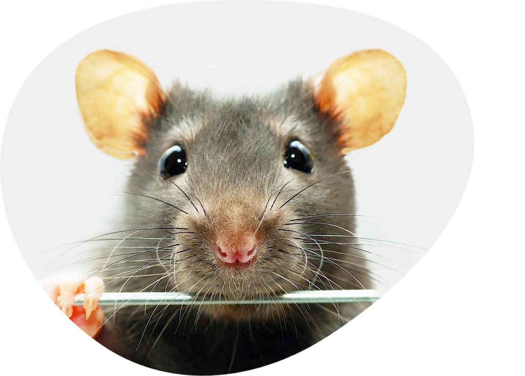 indoor and outdoor rat removal