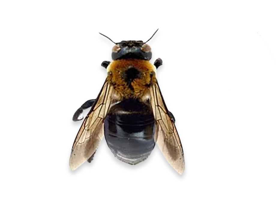 Close-up of a carpenter bee