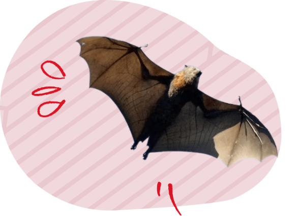 Bats Removal