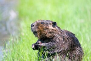 beaver, pond, wildlife