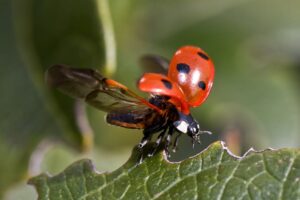 Macro shot of a ladybug spreading its wings on a green leaf.