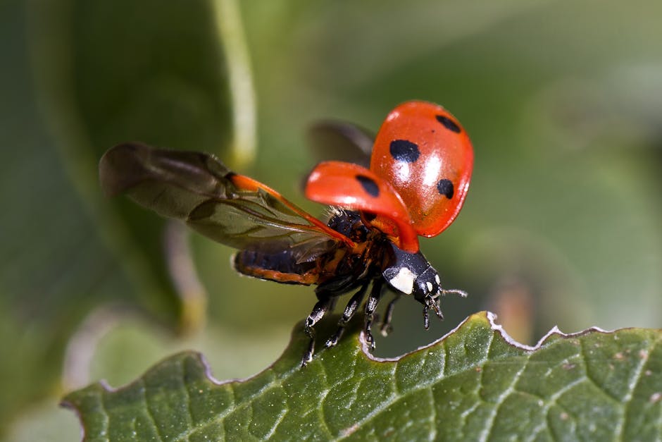 Macro shot of a ladybug spreading its wings on a green leaf.