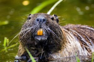 Detailed close-up of a beaver with wet fur in a natural river setting.