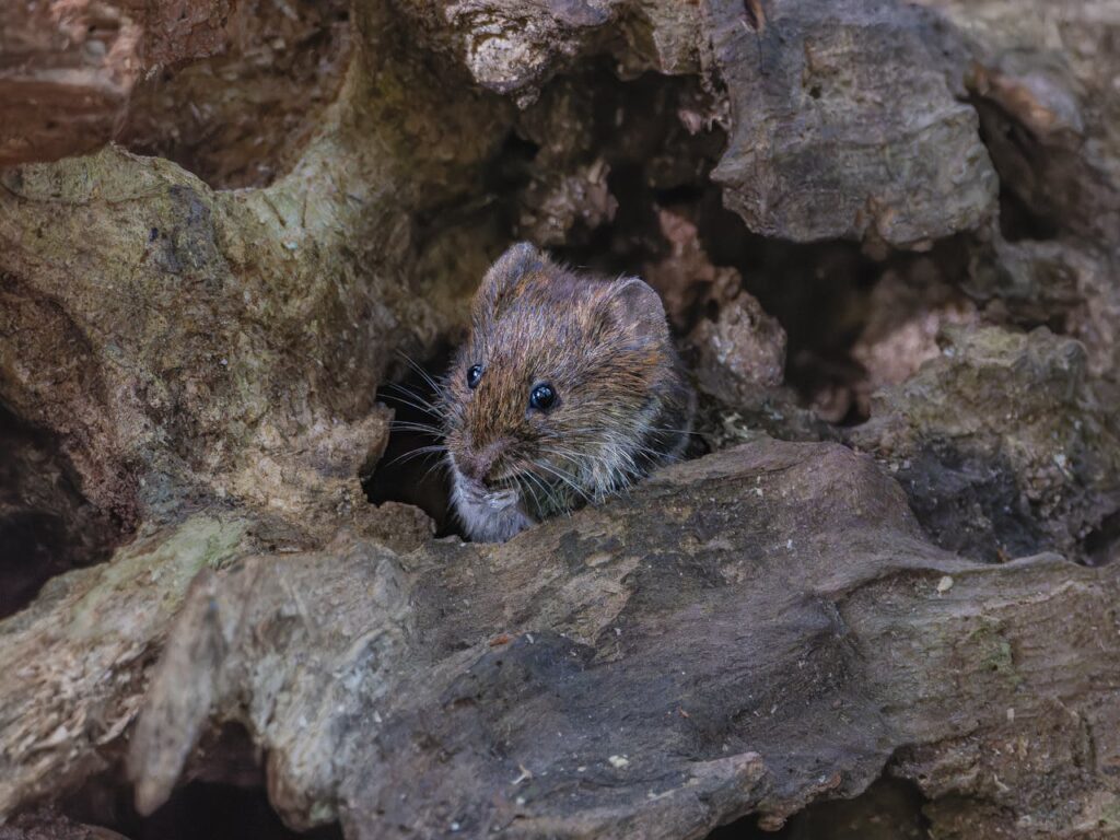 The Ultimate Vole Control Guide