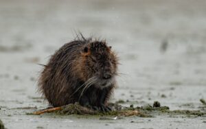 A beaver sits on a muddy riverbank, showcasing its wet fur in natural habitat.