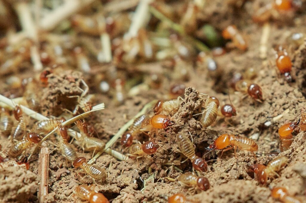 termites, nature, food