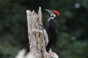 pileated woodpecker, woodpecker, bird