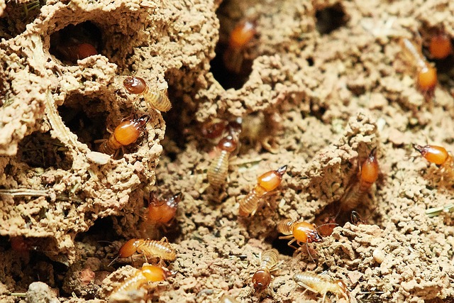 termites, nature, food