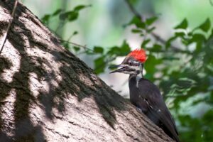 Close-up of a pileated woodpecker perched on a tree trunk in a lush green forest.