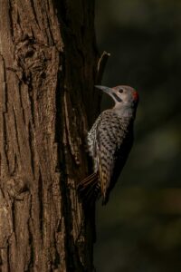 Close-up of a Northern Flicker woodpecker perched on a tree, showing intricate patterns.