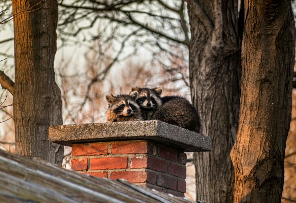 Two raccoons rest on a chimney surrounded by trees, capturing a serene wildlife moment.