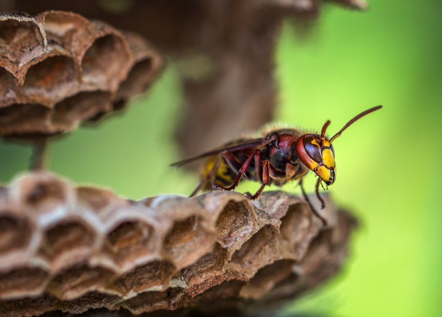 Macro shot of a vibrant wasp perched on a honeycomb with a blurred green background.